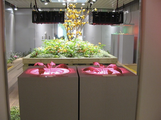 Illustration for article titled Visiting an Underground Garden Built in a Former Bank Vault Under Tokyo
